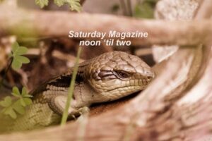 Saturday Magazine logo with a blue tongue lizard
