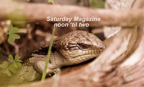 Saturday Magazine logo with a blue tongue lizard